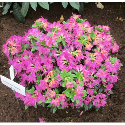 Азалія Кьонігстайн продам саджанець, висота 12-15 см, куплю азалію Konigstein Азалія Кьонігстайн продам саджанець, висота 12-15 см, куплю азалію Konigstein