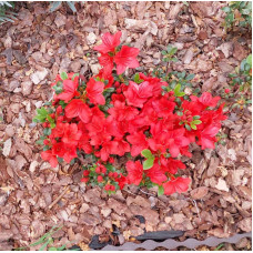 Azalea Фрідолін продам саджанець, висота 15 см, продам азалію Fridoline