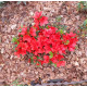Azalea Фрідолін продам саджанець, висота 15 см, продам азалію Fridoline