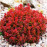 Барбарис Лютін Руж продам саджанець, розмір 10*10см, продам барбарис Lutin Rouge