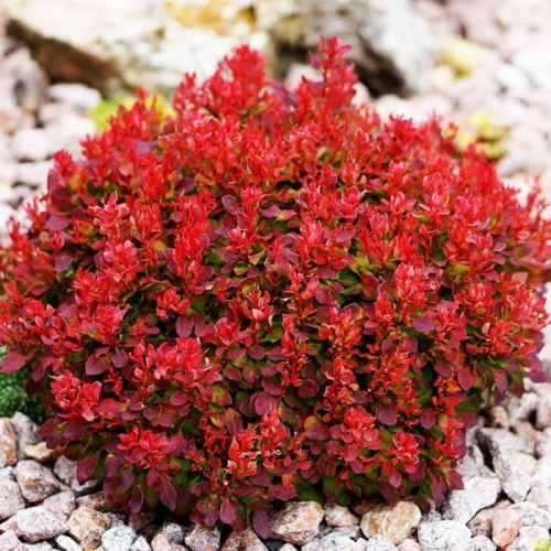 Барбарис Лютін Руж продам саджанець, розмір 10*10см, продам барбарис Lutin Rouge
