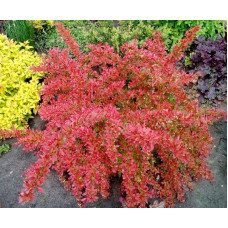 Барбарис Оранж Дрім продам саджанець, 15*15-20 см, продам барбарис Orange Dream