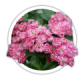 Глід<br/><br/>