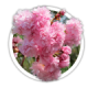Сакура<br/><br/>