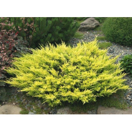 Ялівець Лайм Глоу продам саджанець, продам ялівець Lime Glow