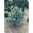 Ялина Блю Магу продам саджанець, висота 15-20 см, продам ялину Blue Magoo