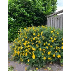 Продам звіробій Hidcote, висота 40-50 см, продам саджанець звіробою Hidcote